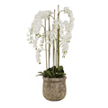 HILL INTERIORS Large White Orchid In Antique Stone Pot, 153cm/5ft tall 1