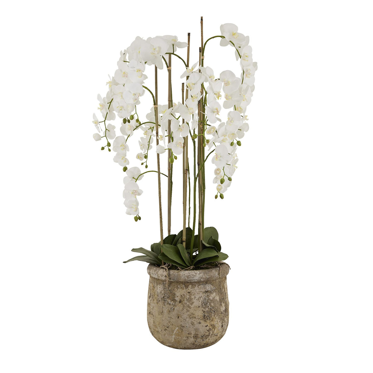 HILL INTERIORS Large White Orchid In Antique Stone Pot, 153cm/5ft tall 1