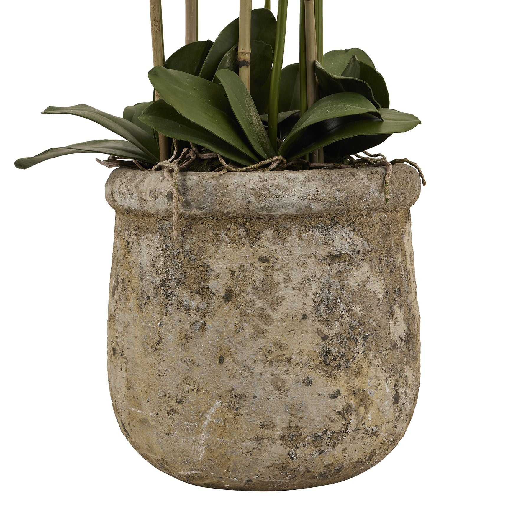 HILL INTERIORS Large White Orchid In Antique Stone Pot, 153cm/5ft tall 3
